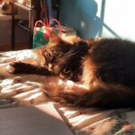 458762943_1265615584866499_3624272238694113804_n